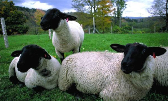 羊片形吸虫病怎么治疗