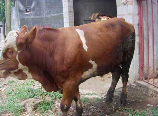 肉牛的养殖前景分析