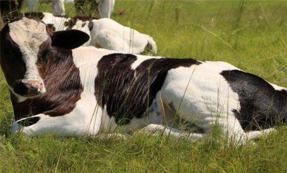 奶牛产后败血症的症状与治疗方法