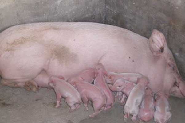 怎样有效缩短母猪产程减少死胎发生