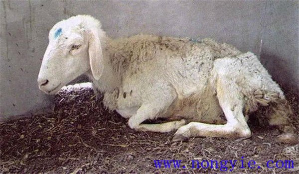 羊弯杆菌都有哪些症状 羊弯杆菌病的治疗与防治