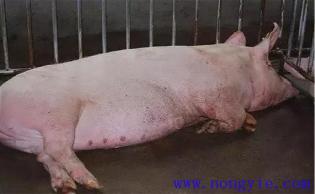 夏季母猪繁殖障碍综合征发生的原因是什么？