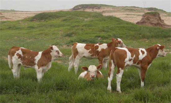 西门达尔牛的养殖要点及需注意事项