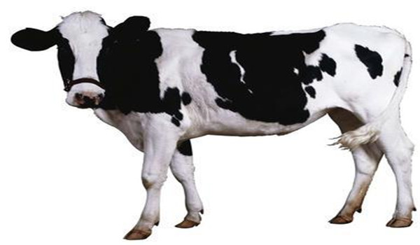 奶牛场牛群结构调整 影响牛群结构合理的因素