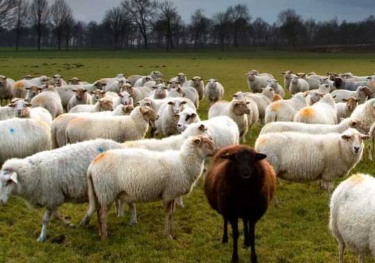 春季绵羊饲养管理技术要点