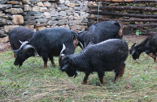黑山羊孕羊的养殖及架子羊的育肥方法