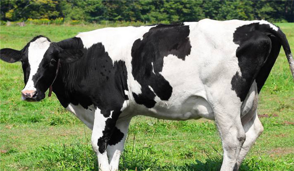 奶牛的发情外部症状有哪些?