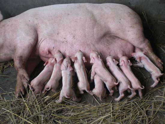 母猪管理技术