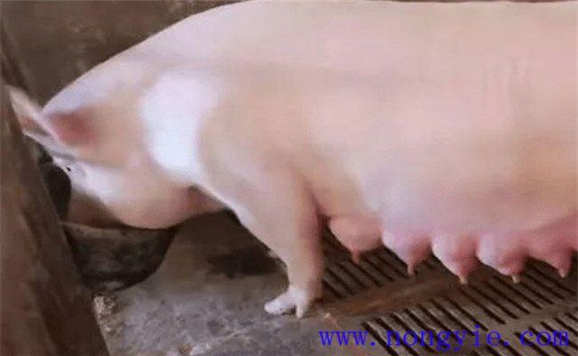 怎样给母猪催乳？介绍五种哺乳母猪催乳的方法