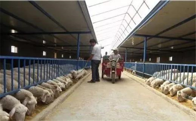 近年来提高养羊效益的新技术、新方法有哪些