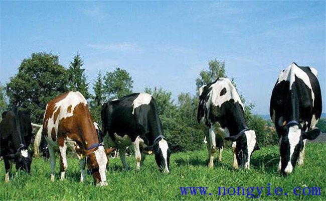 提高母牛繁殖率的措施