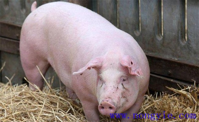 母猪生产繁殖应激的原因、症状表现与防治要点