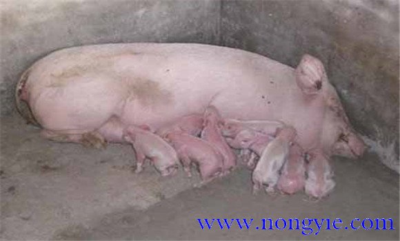 母猪产后不吃食的症状