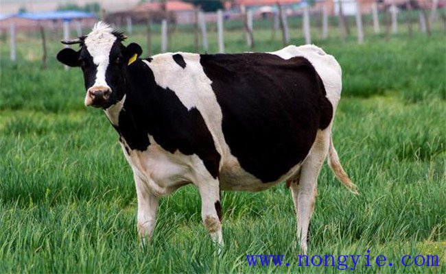 防治奶牛不孕的技术要点