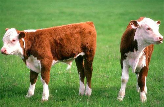 肉牛育肥方法 不同阶段的肉牛如何育肥