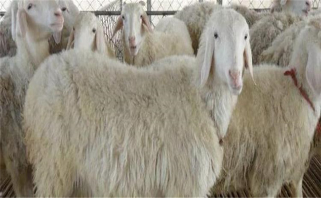波尔山羊与本地羊的杂交羊如何饲养与育肥？