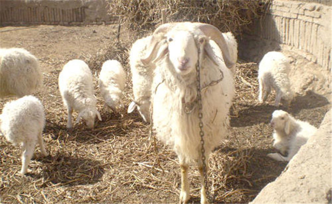 提高母羊多羔率的技术措施