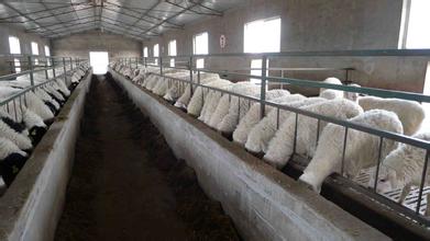 种羊怎么挑选 养殖种羊的注意事项和要求