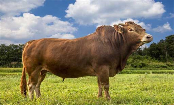 优质肉牛品种的外貌标准是什么