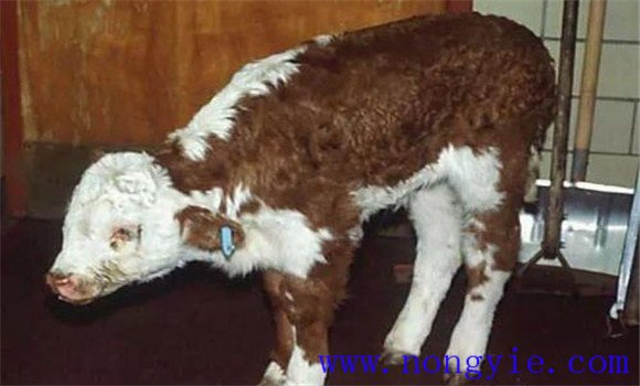 新生犊牛应注意预防哪些常见的疾病？