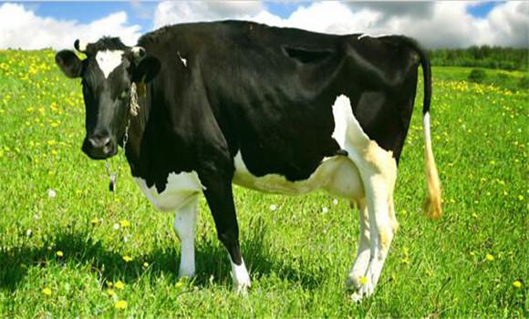 奶牛产后败血症的症状 奶牛产后败血症治疗方法