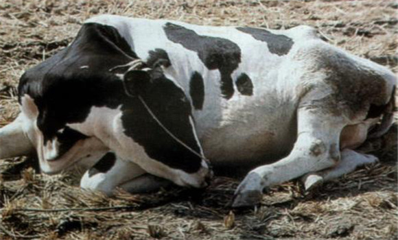 牛流行热病的临床症状