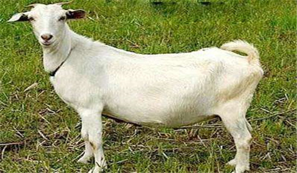 公羊养殖中如何提高公羊的繁殖力