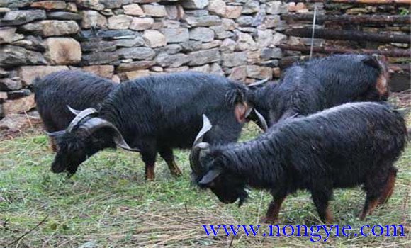 黑山羊种公羊如何饲喂和管理