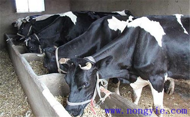 秋季奶牛如何调整日粮，以增加饲料适口性