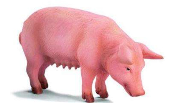 临产母猪的饲养管理关键技术