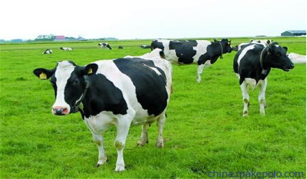奶牛的初情期、情成熟和初配适龄各是什么时间