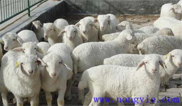 羊坏死杆菌病的症状有哪些