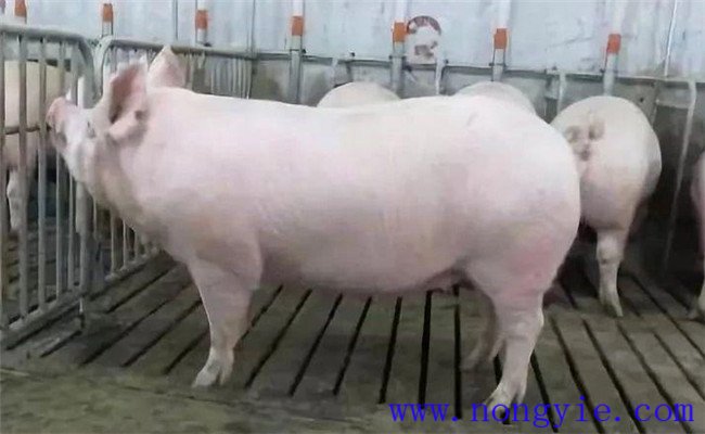 母猪配种技术-母猪的发情与配种