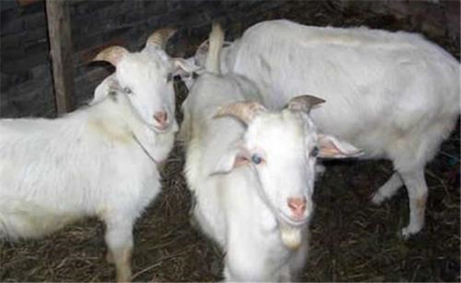 羊结核病的流行特点与防治技术要点