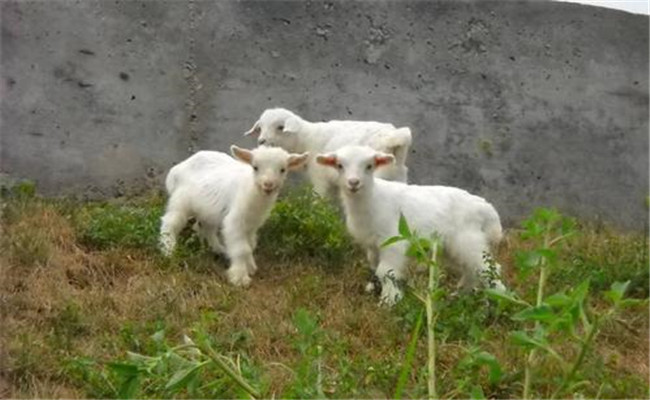 对于羊羔的培育需要注意什么？