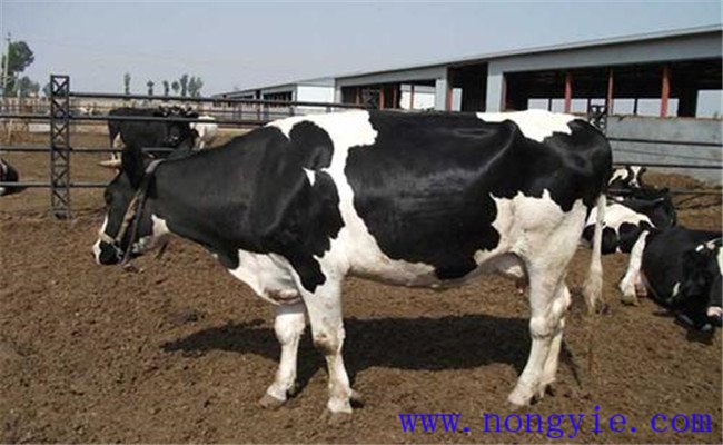 奶牛饲料的饲喂限量范围如何掌握？