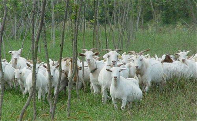秋季养羊需要注意些什么问题？