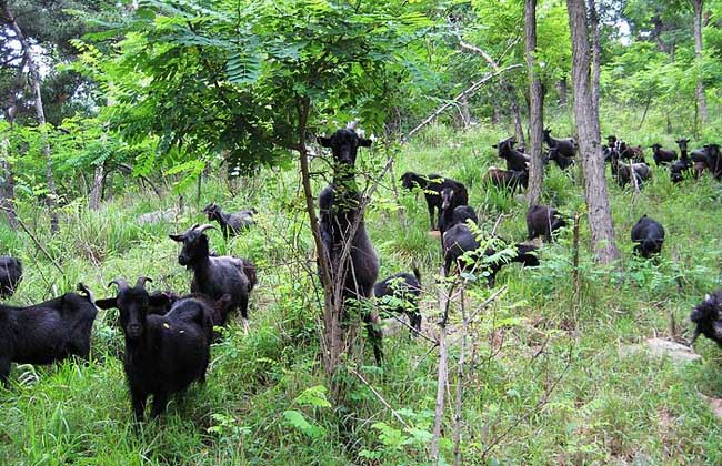 农村圈养黑山羊的管理技术