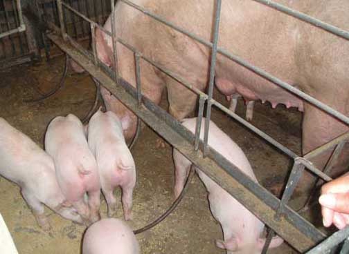 母猪疾病防治