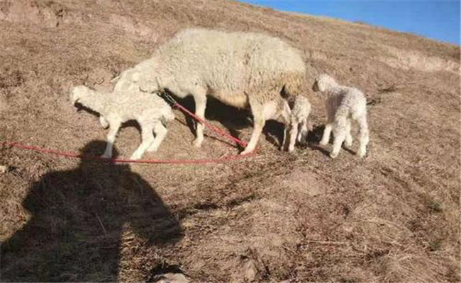 提高母羊繁殖效率的两个途径
