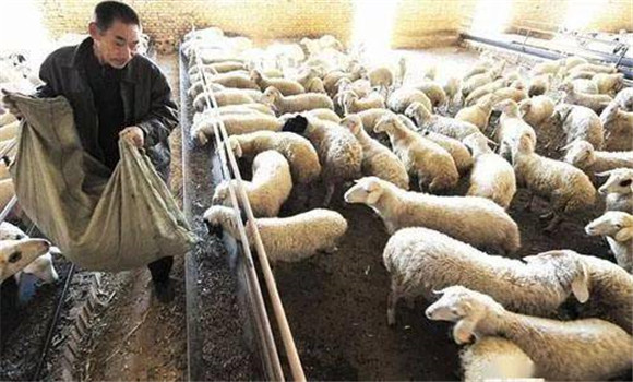 麦麸喂羊的方法