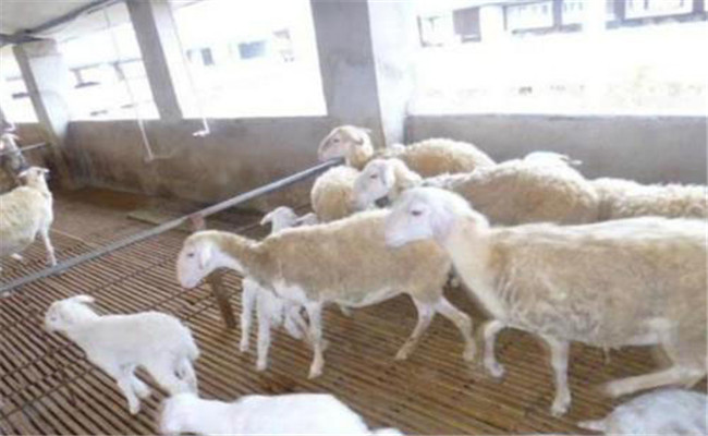 羔羊哺乳期的饲养管理要点 什么时候可放牧羔羊