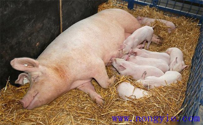 母猪产后如何护理及母猪产后注意事项