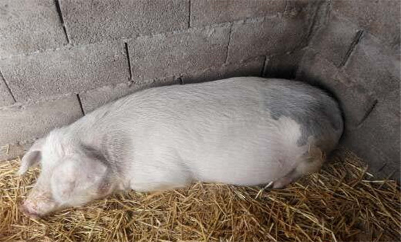 母猪低温怎么治疗 母猪低温症的西药治疗方法