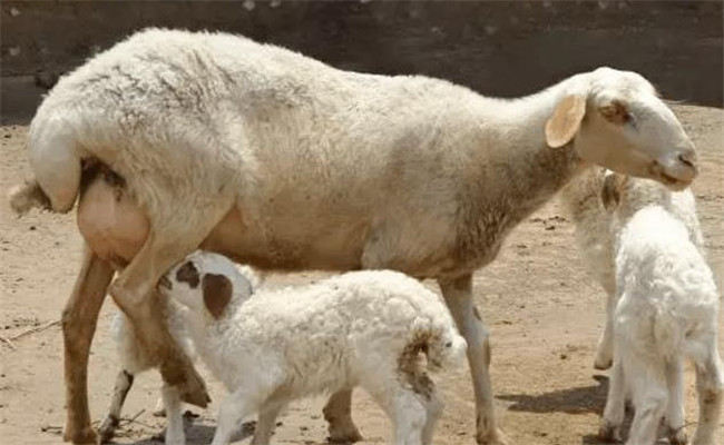 如何预防母羊流产