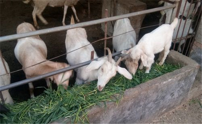 羔羊育肥前要做哪些准备 羔羊肥育综合技术措施