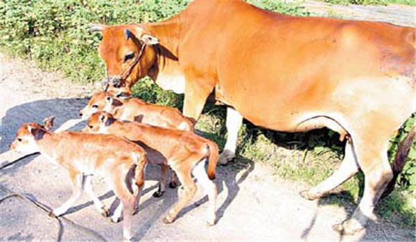 母牛产后多久能发情 影响母牛配种妊娠的因素