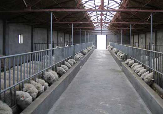 养羊近亲交配的弊端，养羊如何避免近亲繁殖？