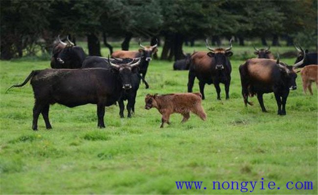 如何防止、预防牛羊放牧时感染寄生虫病