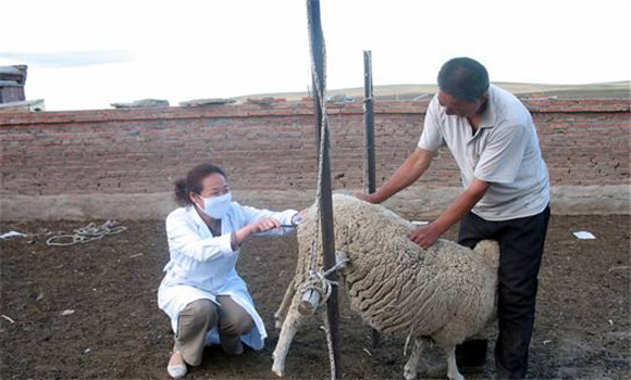 羊同期发情技术 羊同期发情处理的方法